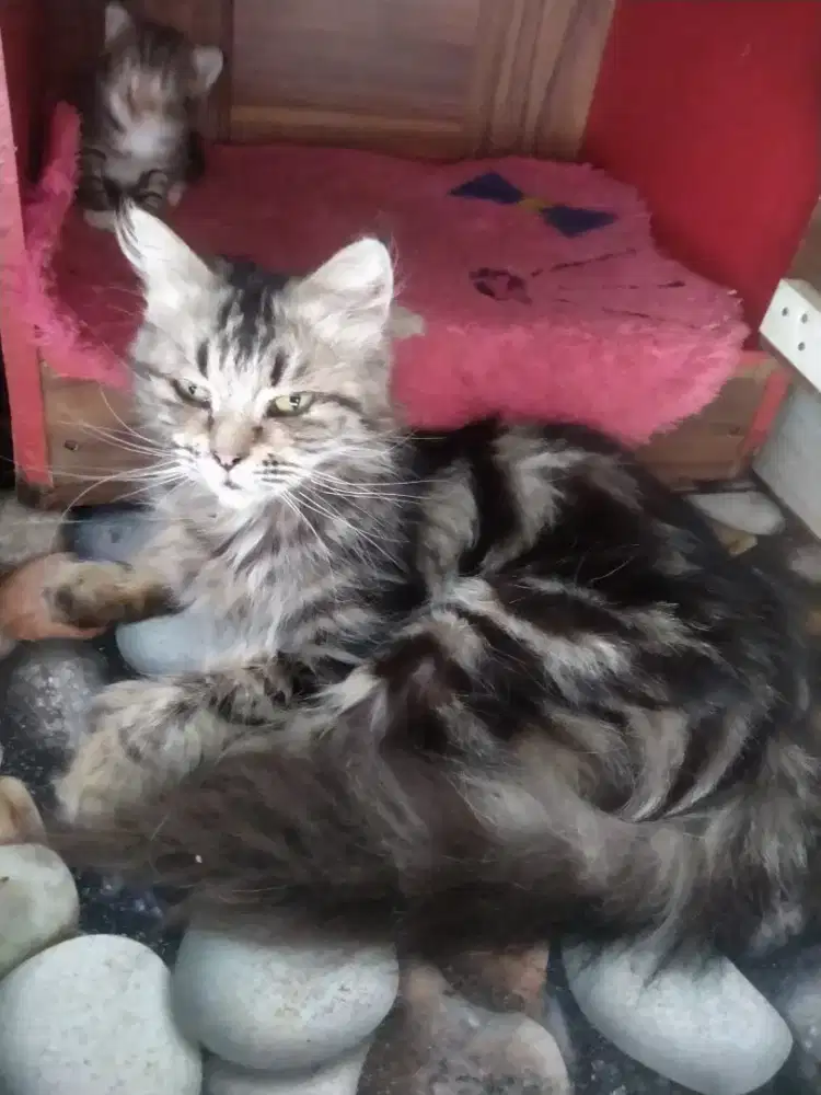 Persia betina long hair bulu kapas jinak sehat