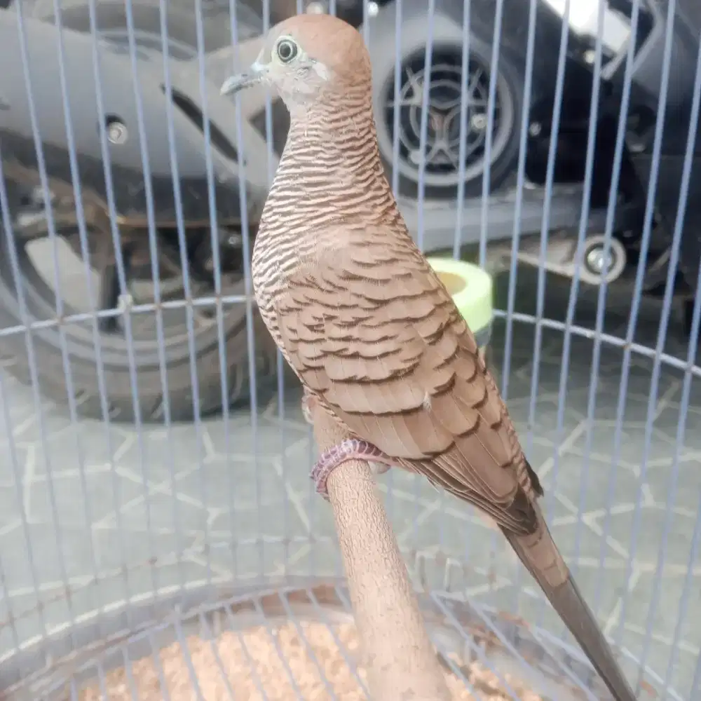 Perkutut lokal kemben