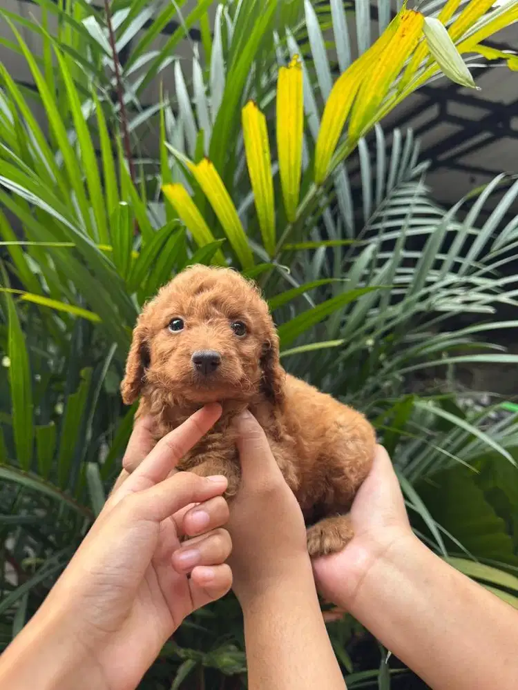 Toy Poodle Red Jantan