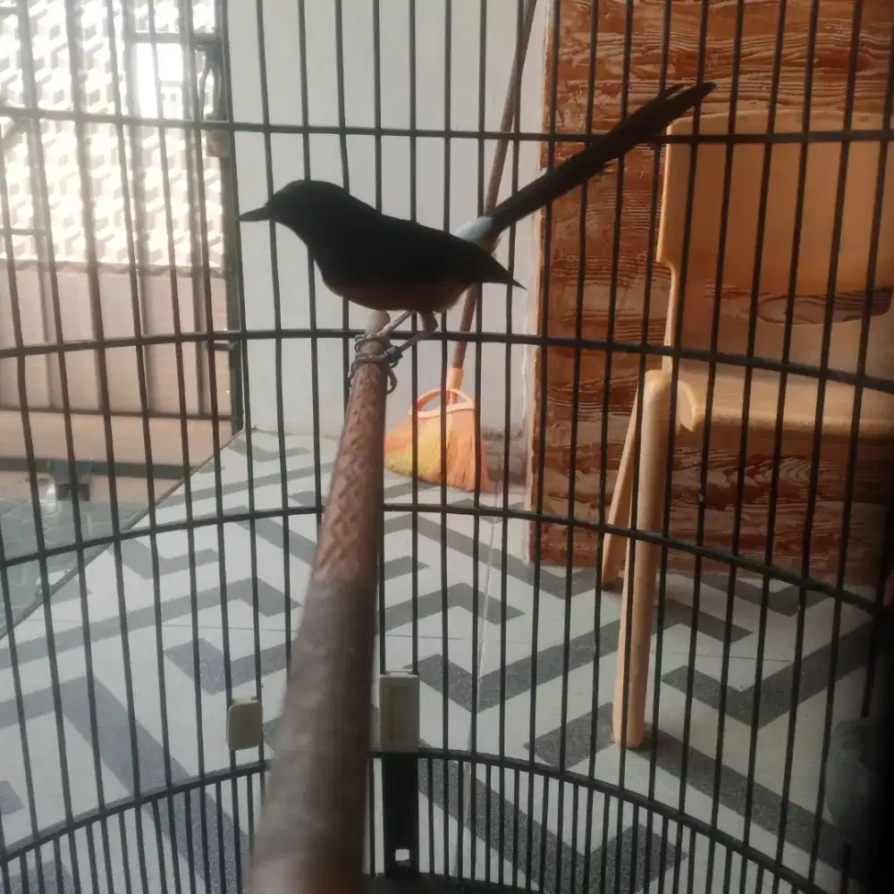 Murai batu F4 ring APBN