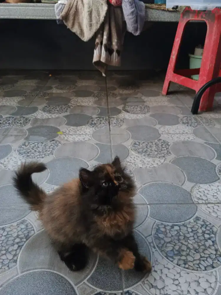Kucing Persia Flatnose bigbone