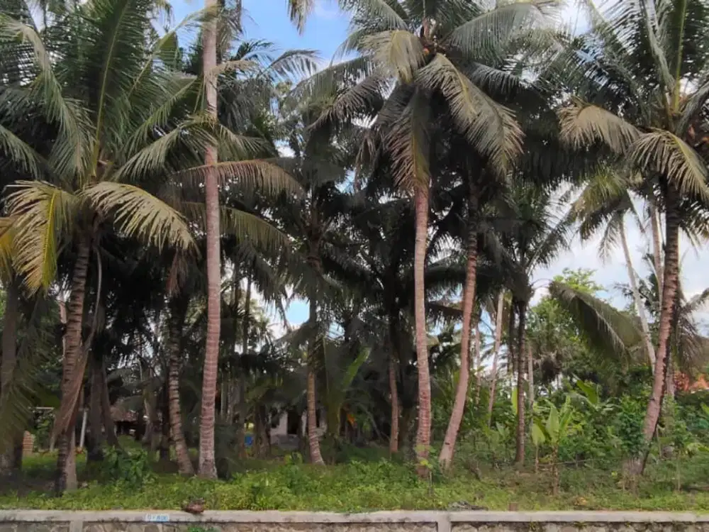 Tanah Istimewa Dekat Bandara YIA – Siap Bangun & Investasi Menjanjikan!