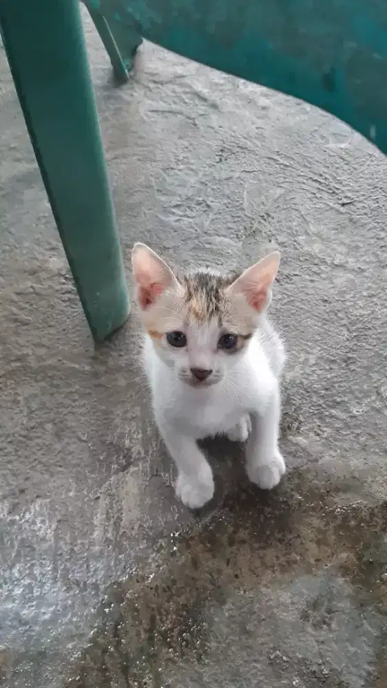 Open adop kucing domestik, betina 2bln, gratis, sehat, jinak, pintar