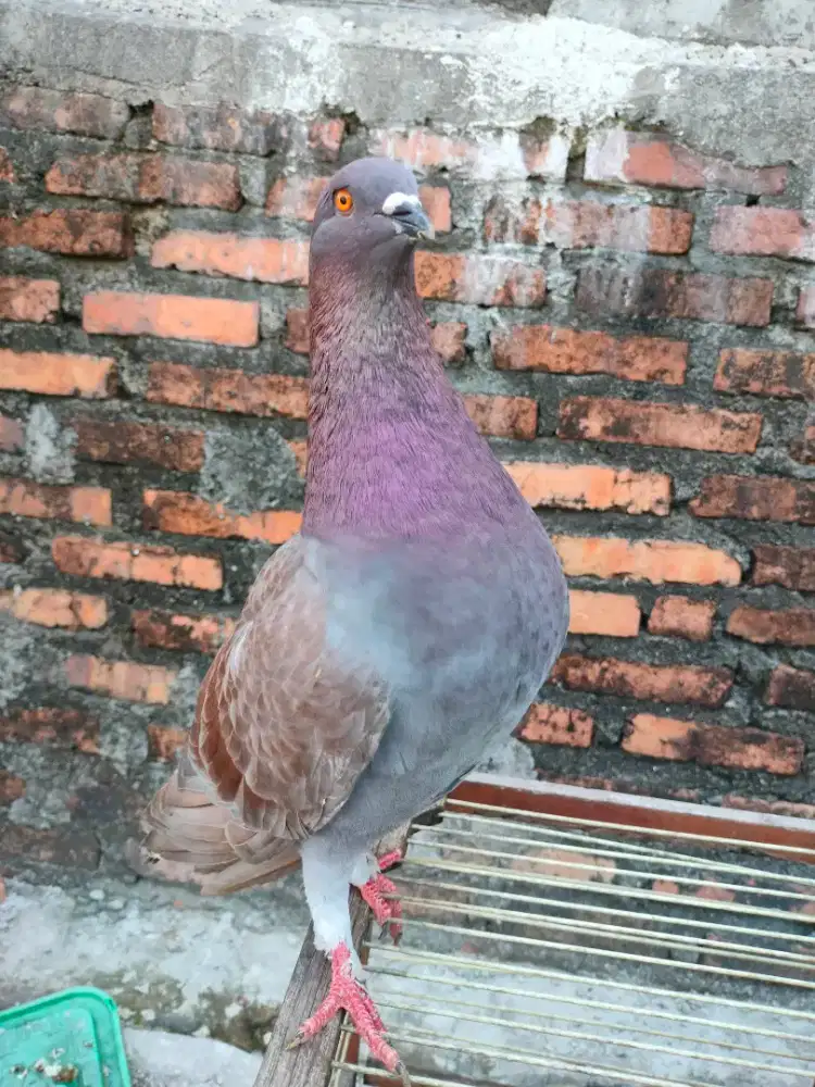 Merpati kolong player