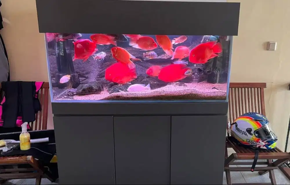 Dijual Murah Aquarium Ikan
