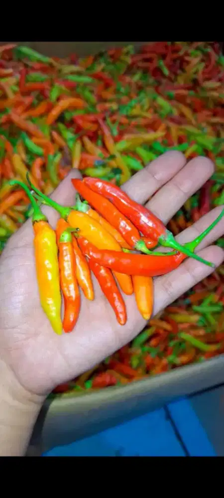 Agen sayur buah muarah