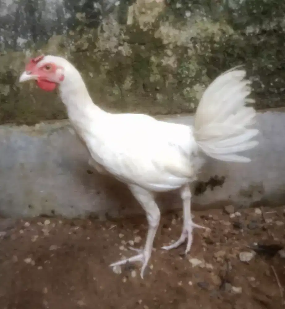 AYAM PELUNG PUTIH