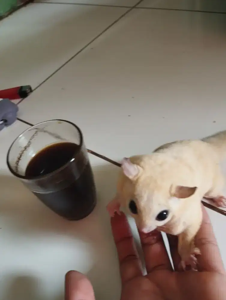 Sugarglider leucistikkk