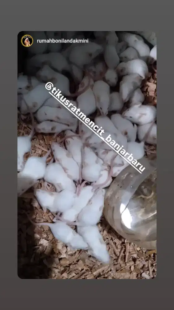 Mencit swiss webster tikus putih