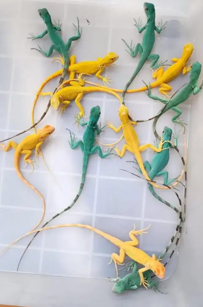 Iguana albino, bLue dll