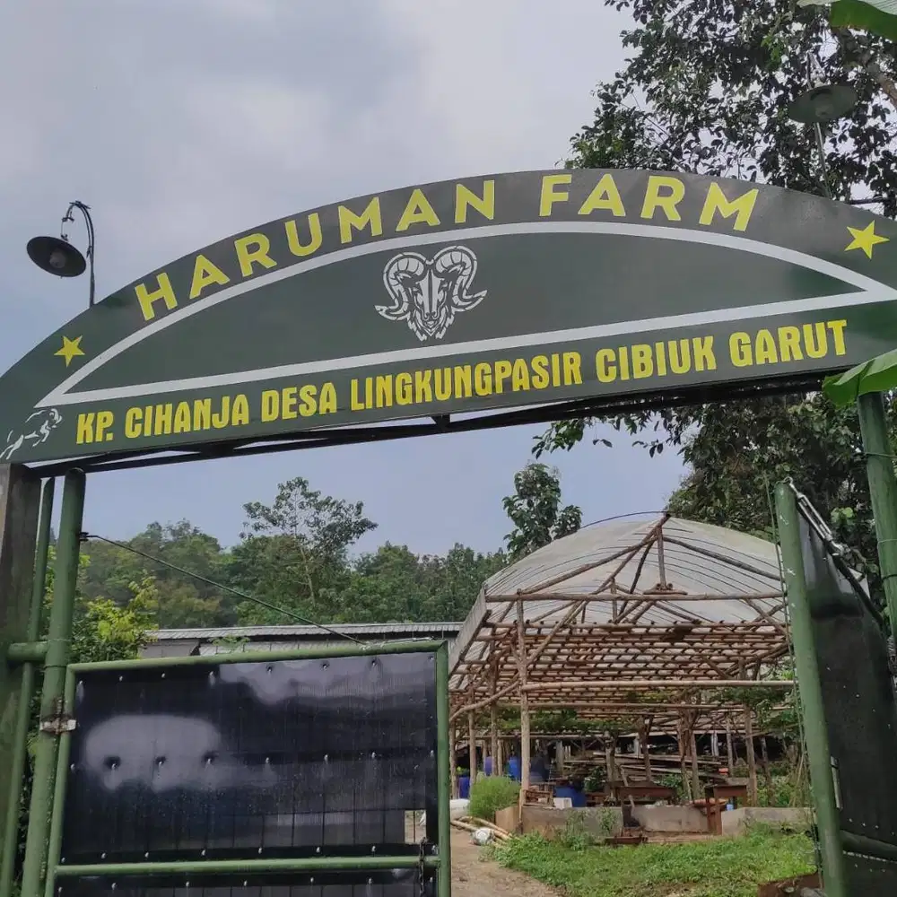 Domba Garut (HARUMAN FARM)