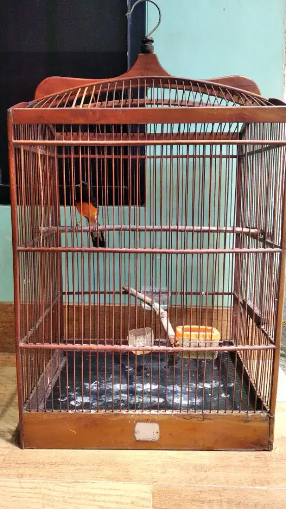 Burung murai medan betina dewasa fs