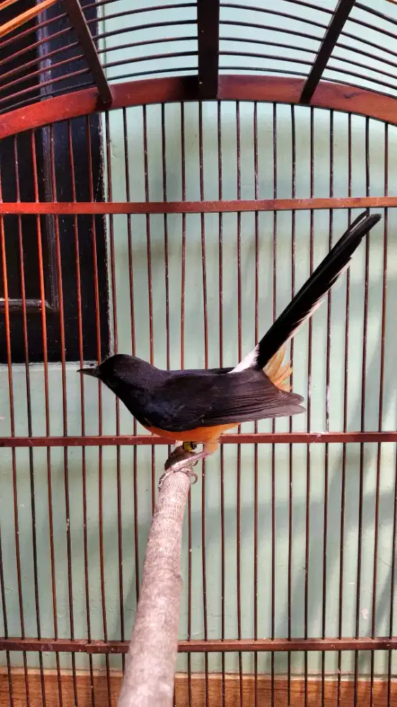 Burung Murai Medan Betina Dewasa