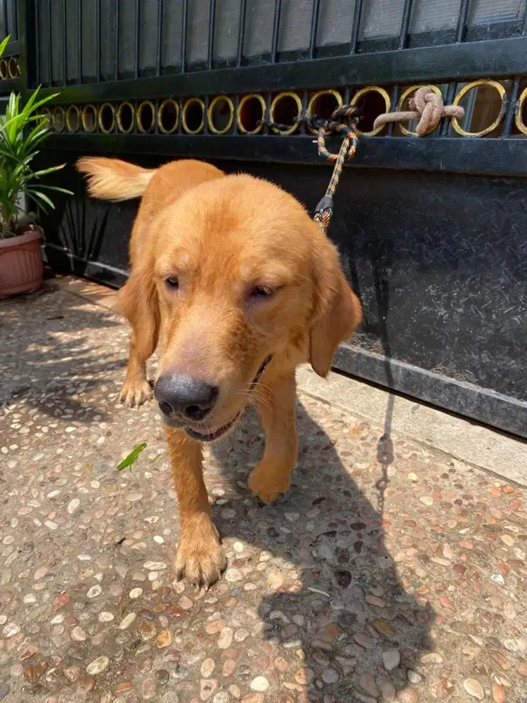 Anjing Golden retriever (turunan impor amrik champion)
