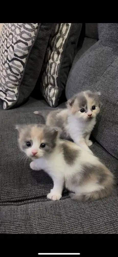 Persia calico jantan (rare)