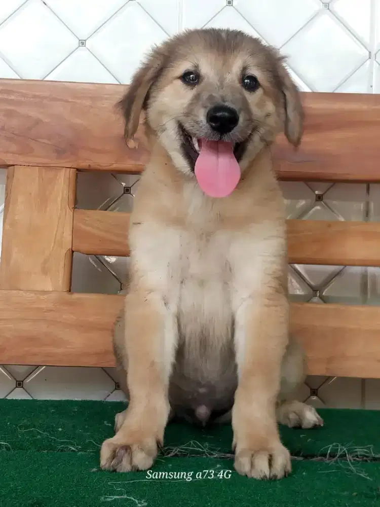 Anakan anjing ras mix