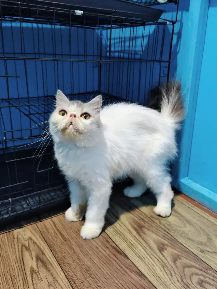 Persia Peaknose Longhair Betina Adult