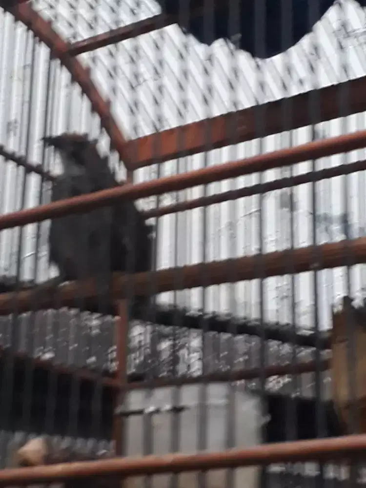 Jual cepat Burung Cica rowo rawatan