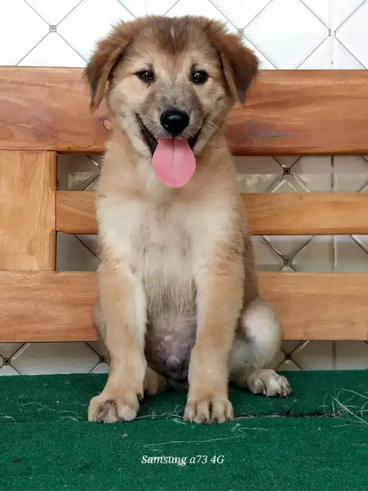 Anakan anjing ras mix