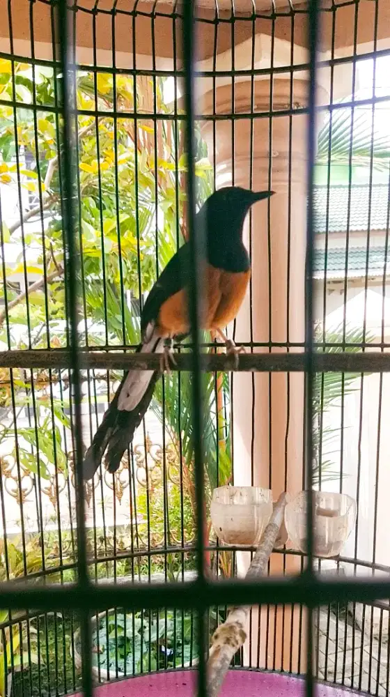 Burung Murai Batu suara calon juara