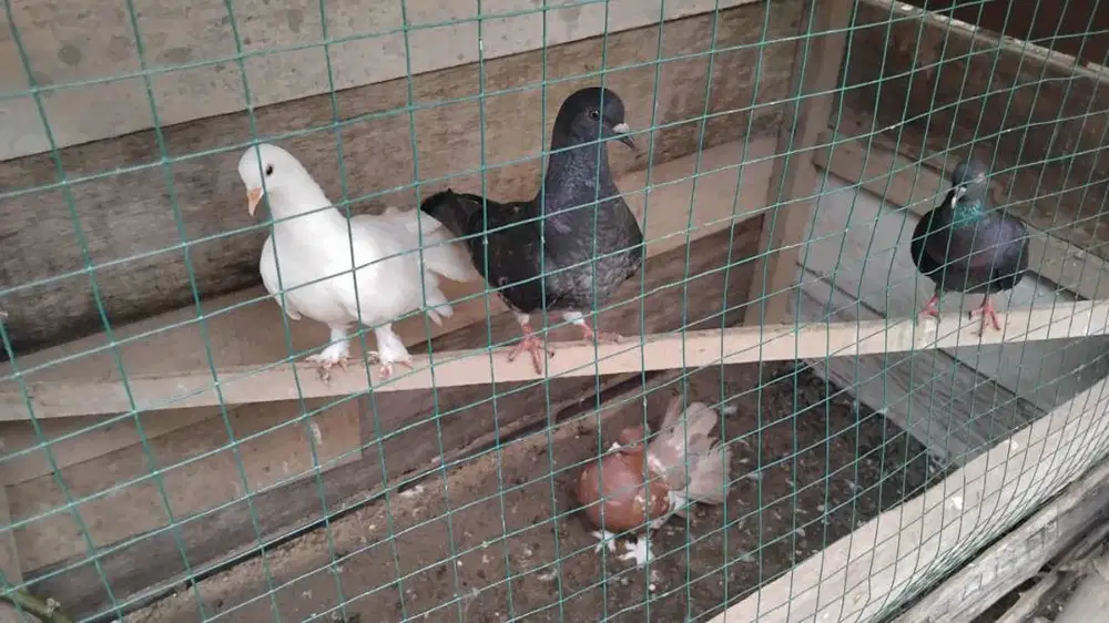 Merpati Kipas Sepasang