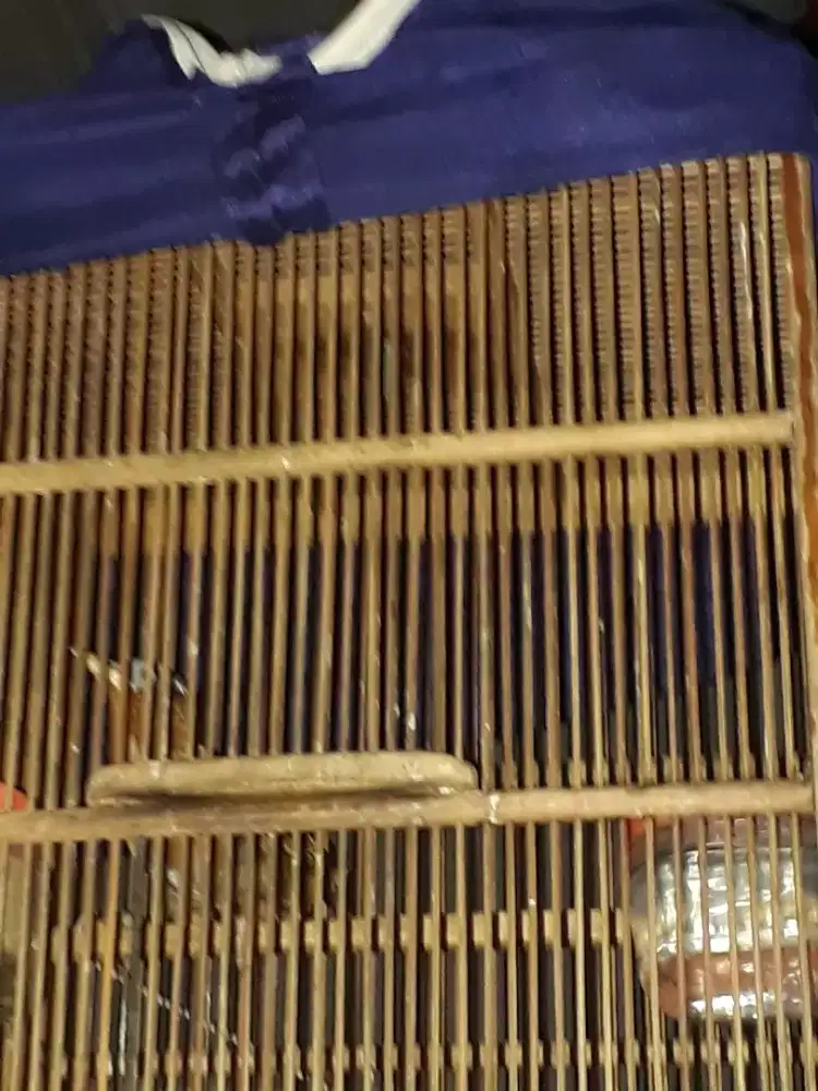 Jual cepat Burung wambie rawatan