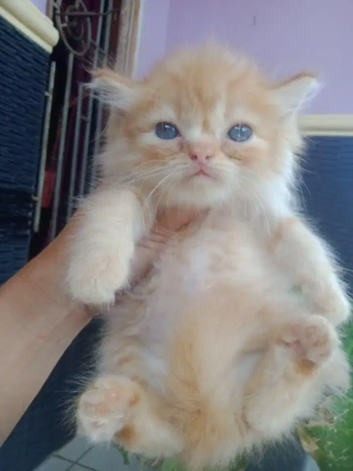 kucing persia peaknose betina 1 bulan