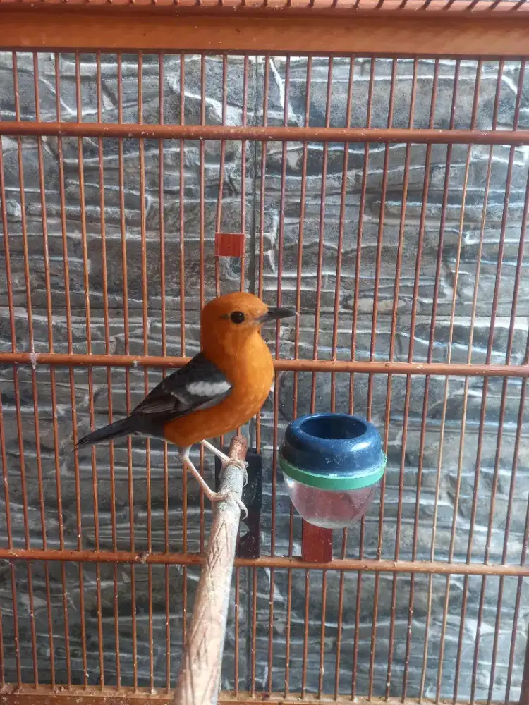 Anis merah jantan ex gacoran kondisi mabung