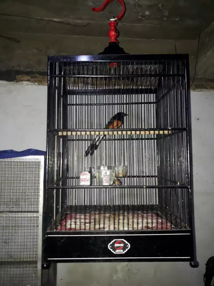Jual cepat Burung Muray medan kwalitas