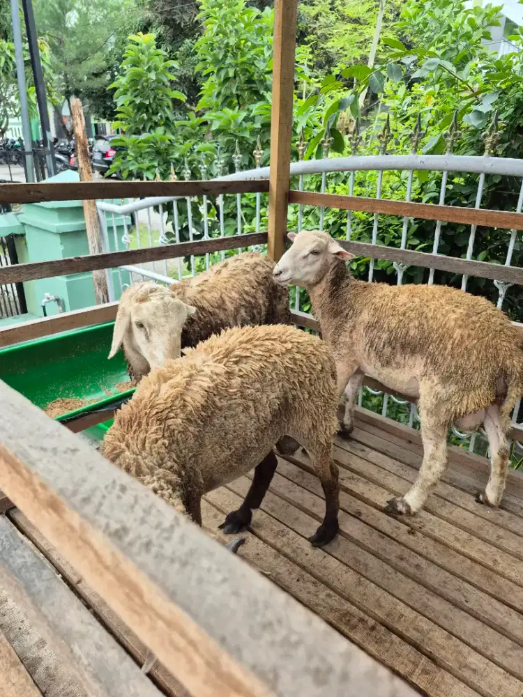 Domba jantan aqiqah BB 32 kg up