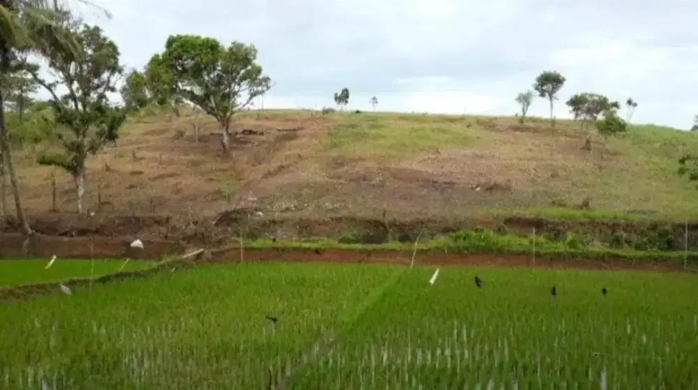 Dijual tanah di Cianjur, Sindang barang