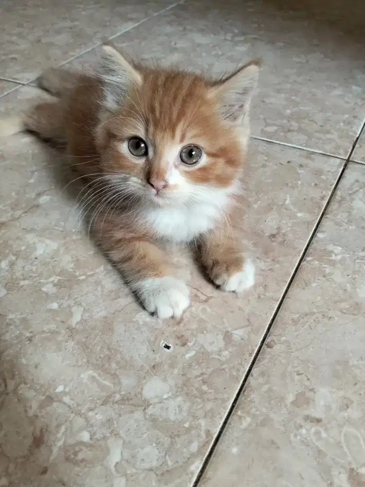 Kucing persia jantan