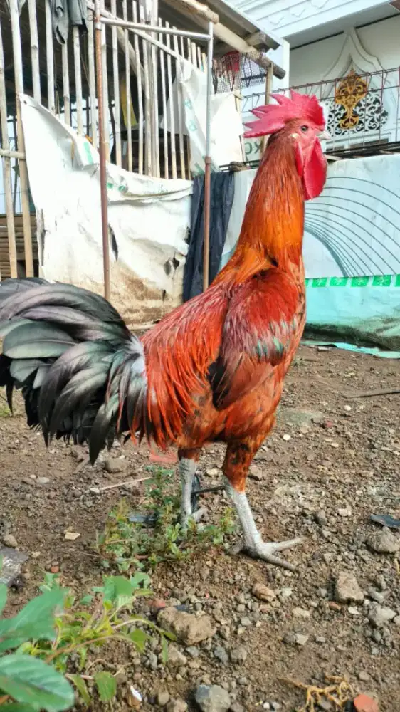 Ayam Pelung Jantan Dewasa
