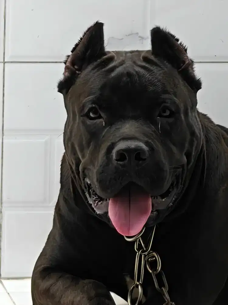 Pitbul xxl rasa cane corso