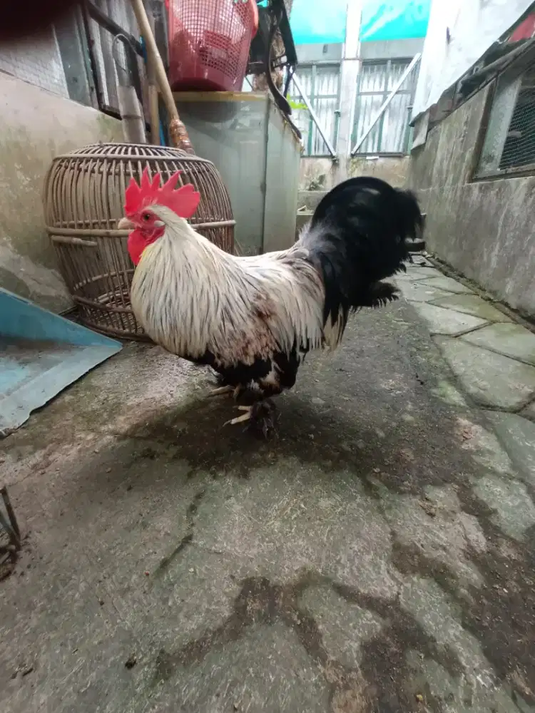 Ayam hias Bantam chochin sepasang.