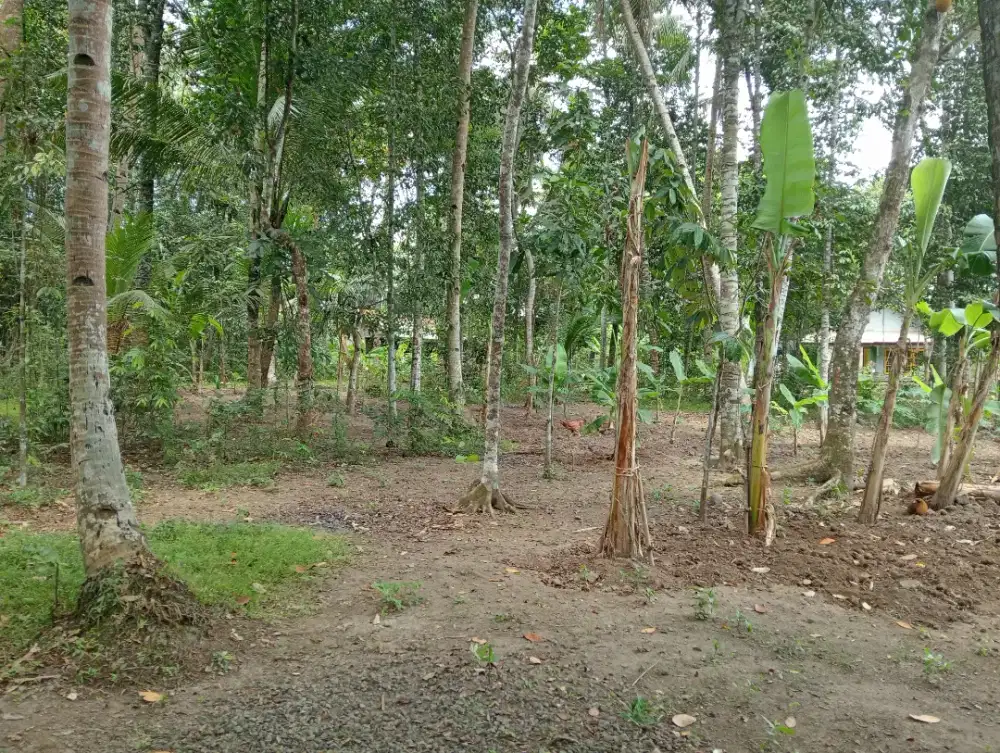 Dijual cepat Tanah pekarangan