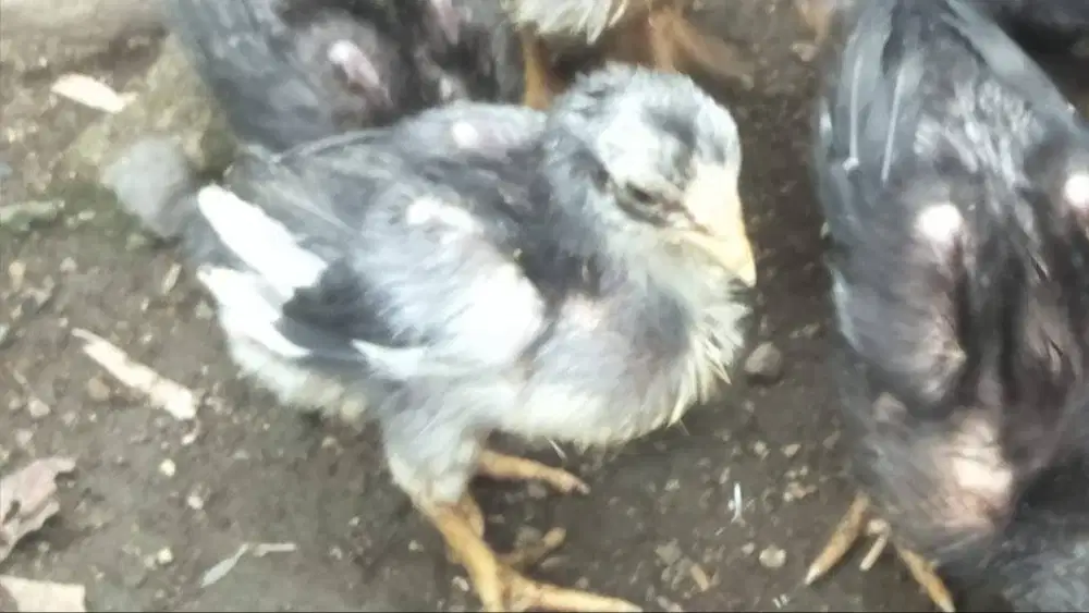 Anakan Ayam Bangkok Jumlah 6 ekor