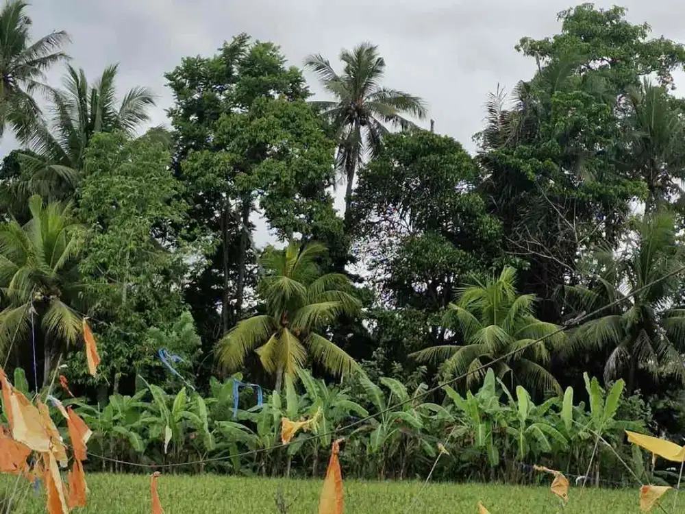 Dijual Tanah 18 Are Penestanan, Ubud