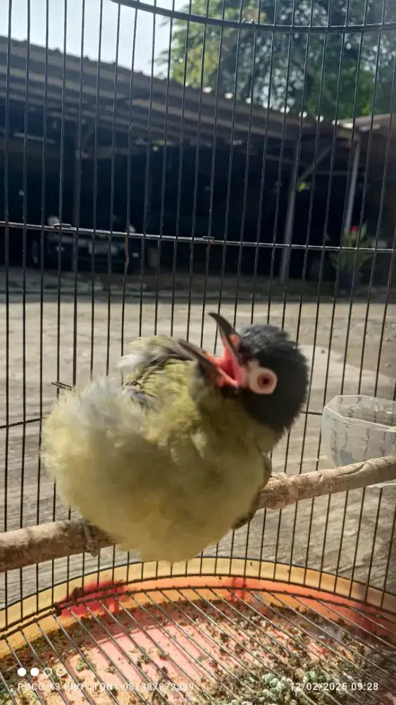 Ara Mata Merah Gacor Dor Jinak Cetrekan