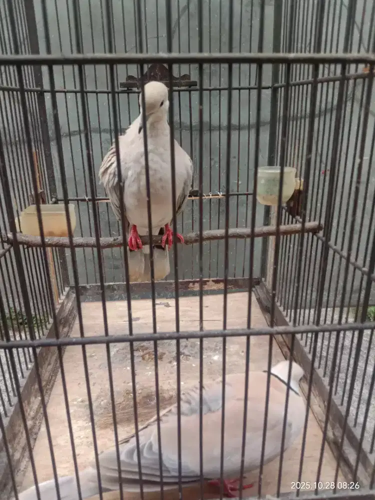 Puter Dewasa Sepasang