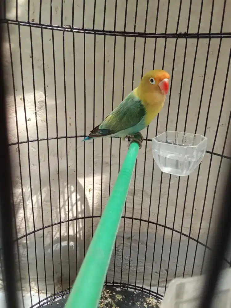 Burung Lovebird