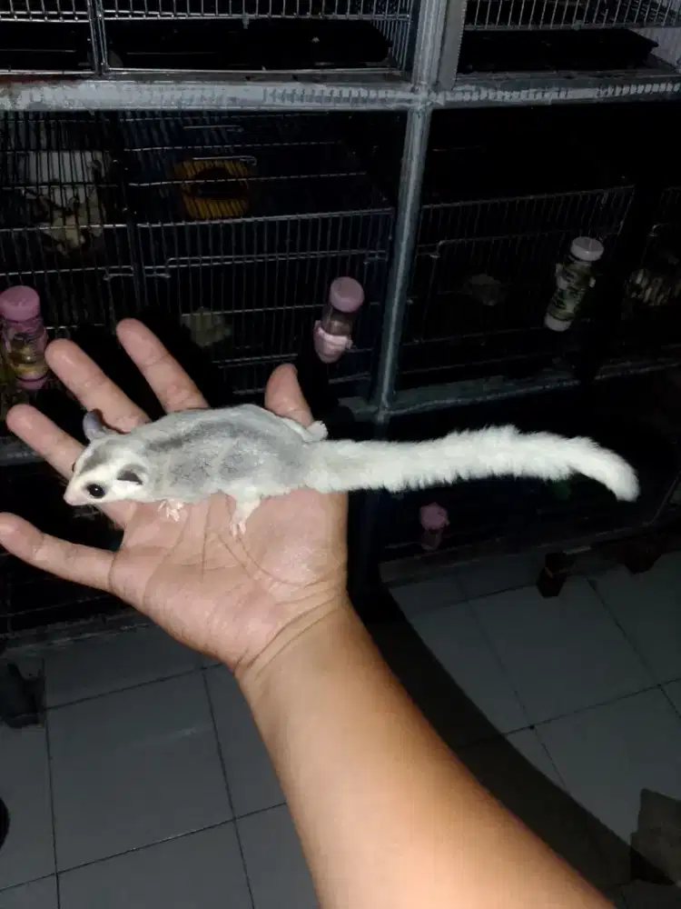 Sugar glider Moza betina 2 bulan