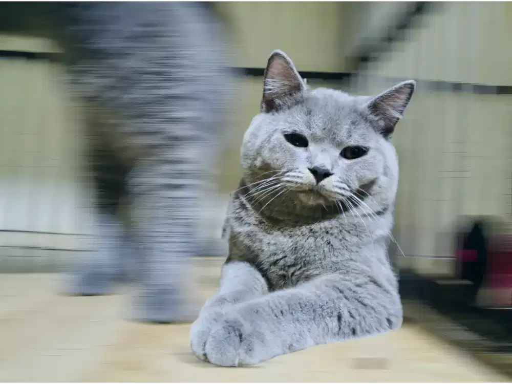 BSH nonped umur 7 bln