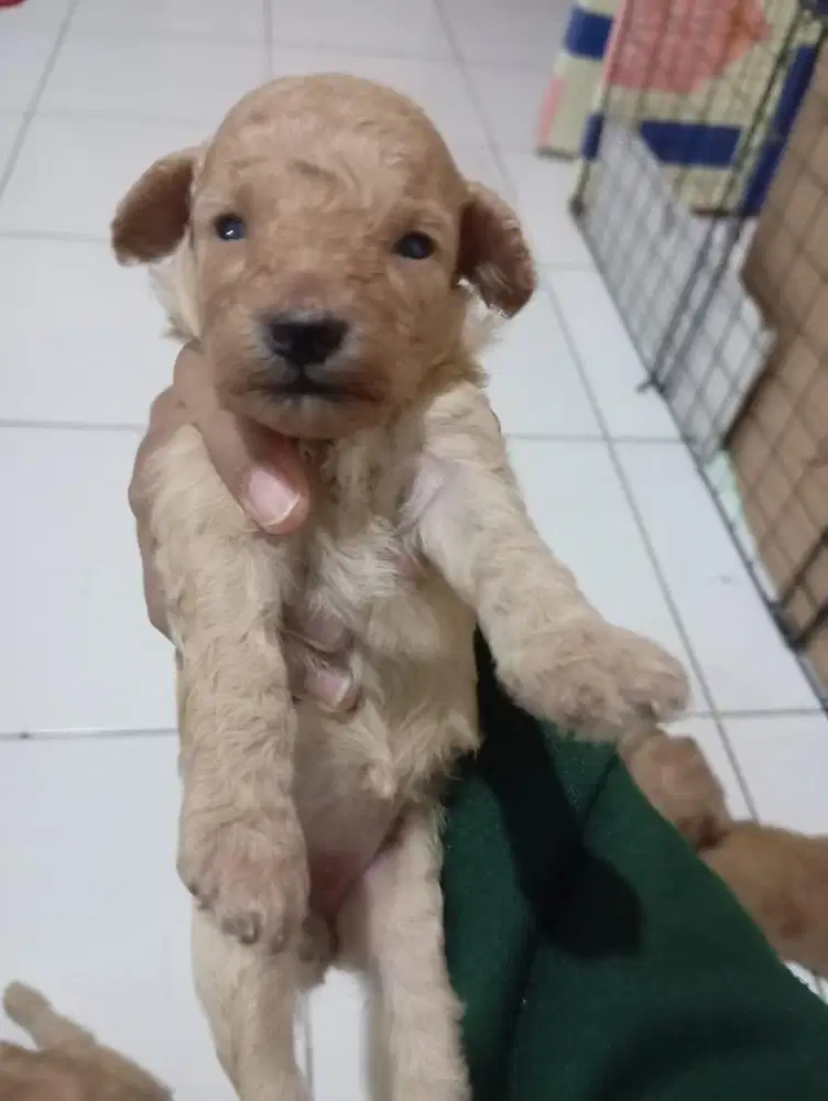 puppy poodle all female