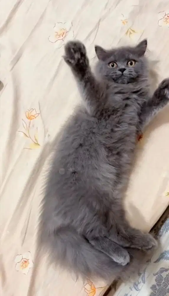 British Long Hair Blue