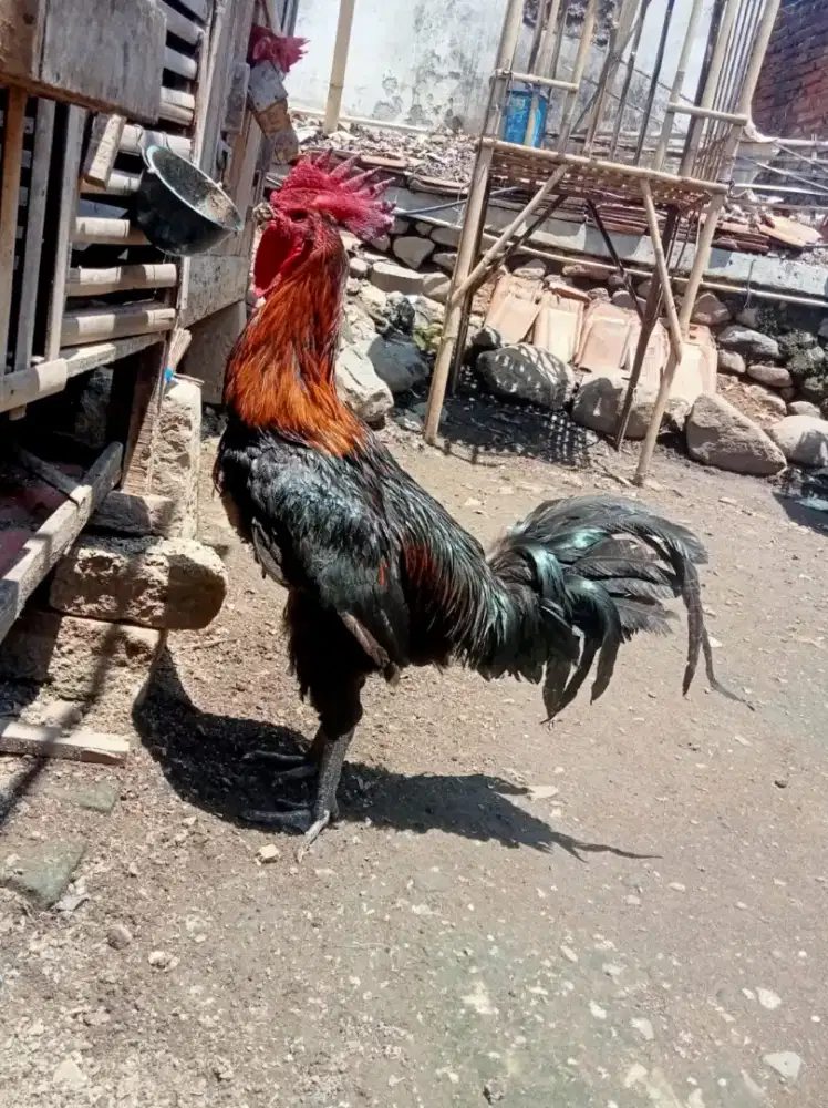 Ayam Pelung Dewasa Jumbo