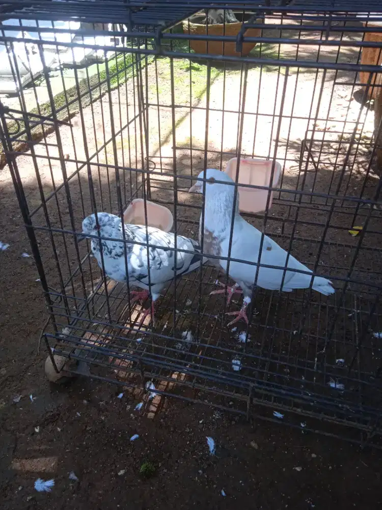 Burung dara sepasang.