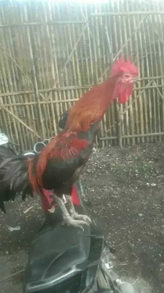 Ayam Pelung Merah Hitam