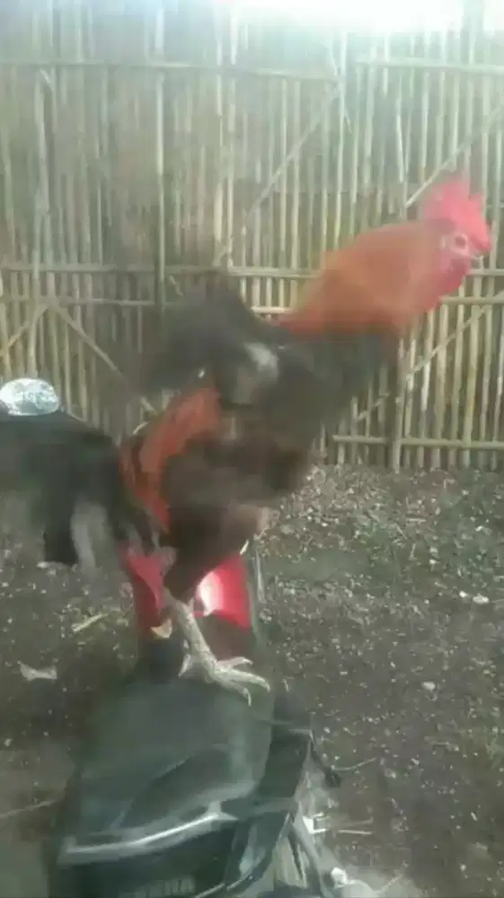 Ayam Pelung Merah Hitam