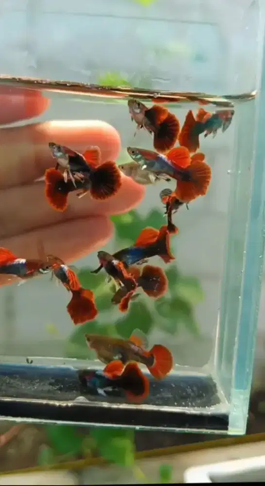 Guppy Hb red rosetail 50k dapet 6 pasang